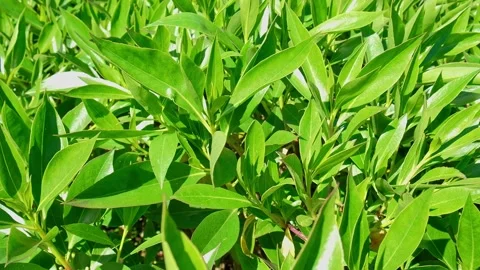 Green tea leaves. Close up Stock Footage 130699550