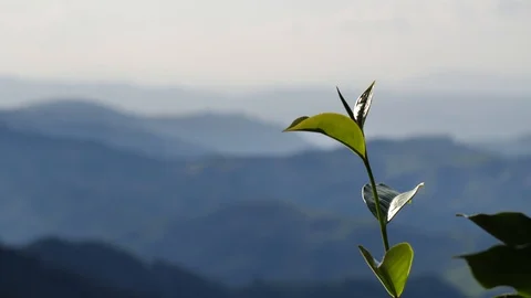 Green Tea leaves Video stock 128021693