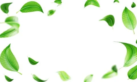 Green tea leaves frame 3d render on white background. Realistic fresh foliage Stock Illustration