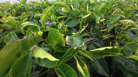 Green tea leaves in the garden Stock-Footage 339304943