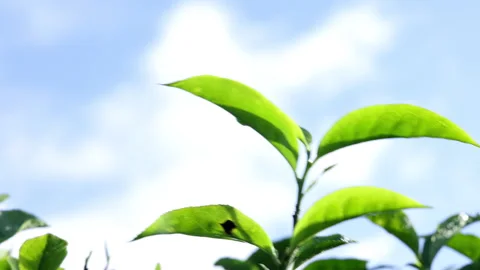 Green tea leaves gently moving in the breeze captured in stunning 4K slow motion Vídeo Stock 341781763