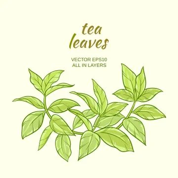 Green tea leaves Stock Illustration