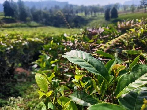 Green tea leaves Stock Photos