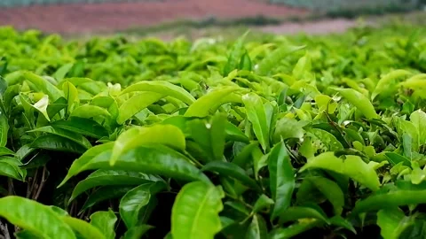 Green tea leaves in tea plantations Video stock 302320249