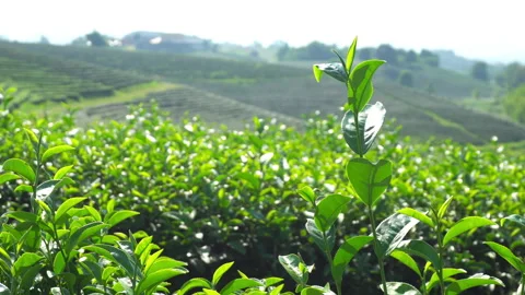 Green tea leaves on a tree in a tea plantation in the mountains. Stock Footage 223778358