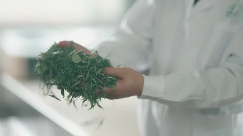 Green tea making Stock Footage 270147183