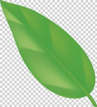 Green tea, mint, green leaf on transparent png. Green Twigs and Branches wi.. 스톡 일러스트