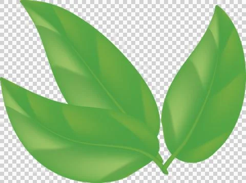 Green tea, mint, green leaf on transparent png. Green Twigs and Branches wi.. Stock Illustration