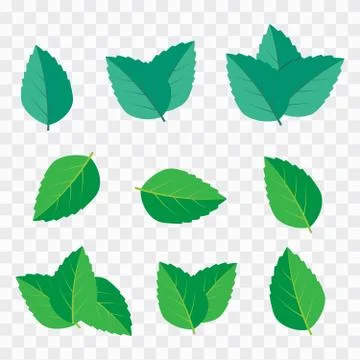 Green tea, mint or tree leaf nature. Mint leaf illustration Stock Illustration
