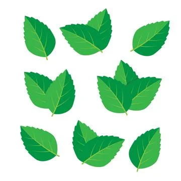 Green tea, mint or tree leaf nature. Mint leaf vector illustration Stock Illustration