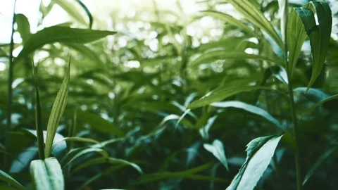 Green tea in the open air Stock Footage 76987440