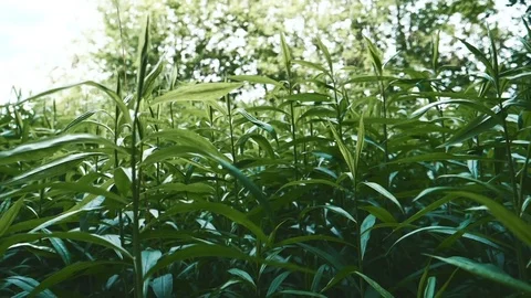 Green tea in the open air slow-mo Stock Footage 76986929