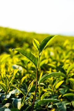 Green tea Stock Photos