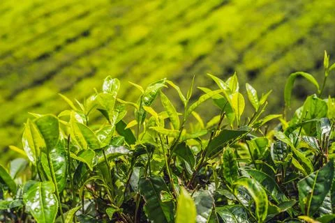 Green Tea Foto stock