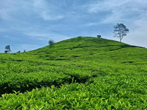 Green tea Stock Photos
