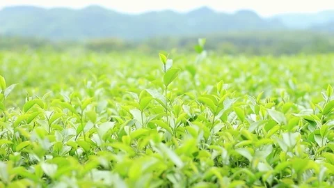 Green tea plantation. Stock Footage 83571546
