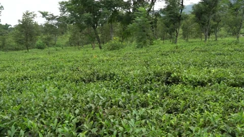 Green tea plantation Stock Footage 161532918