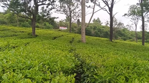 Green tea plantation Stock Footage 211292925