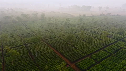 Green tea plantation in grid pattern, covered by morning fog, Dibrugarh, Assam Stock Footage 320397356