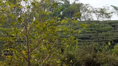 Green tea plantation on hillside with patterned rows and trees Stock Footage 328824947