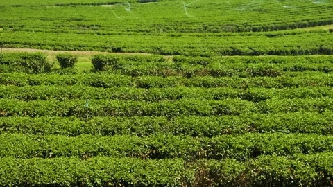 Green tea plantation rows field with irrigation system under sunny sky in Chiang Stock Footage 315851178