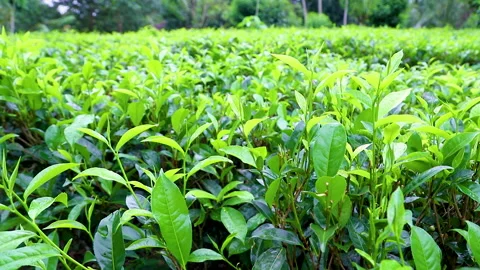 Green tea plantation. selective focus. Stock Footage 148664927