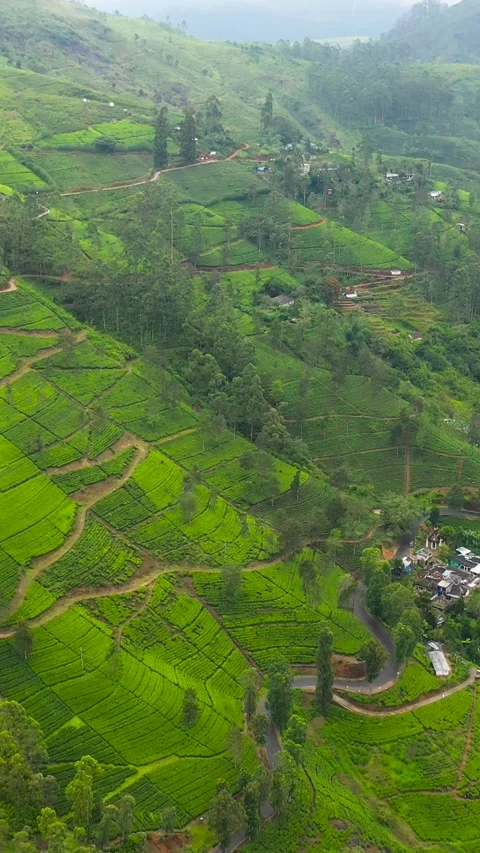 Green tea plantation, Sri Lanka. Stock Footage 252184783
