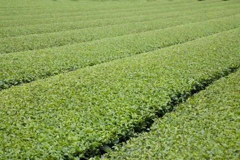 Green tea plants Stock Photos