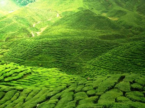 Green tea plnatation Stock Photos