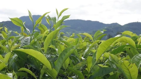 Green tea shoots blowing in soft wind with forested mountain background. Stock Footage 336712316