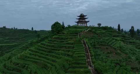 Green tea shoots grow in spring  ,China Stock-Footage 303868402