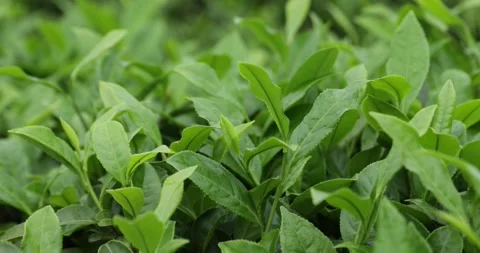 Green tea shoots grow in spring  ,China Video stock 307566124