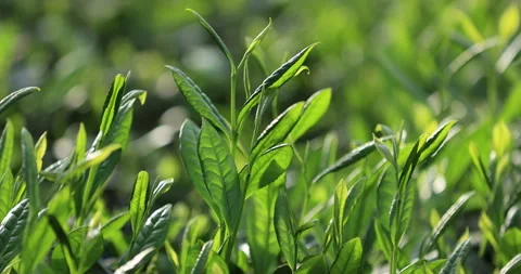 Green tea shoots grow in spring  ,China Video stock 328713636