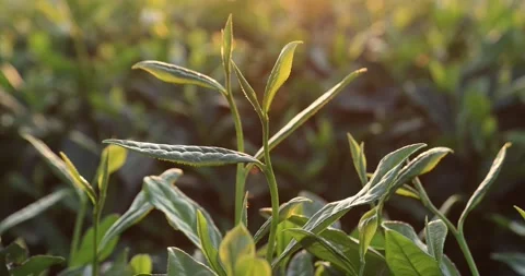 Green tea shoots grow in spring  ,China 库存影片 328986574