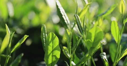 Green tea shoots grow in spring  ,China 库存影片 328986783