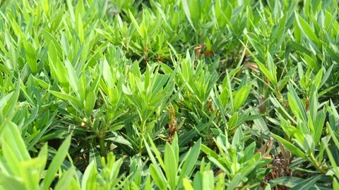Green tea shrub. Green tea plantation. Green tea leaves in the bush close-up. Stock Footage 134605813
