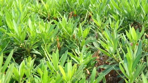 Green tea shrub. Green tea plantation. Green tea leaves in the bush close-up. Stock Footage 134616308