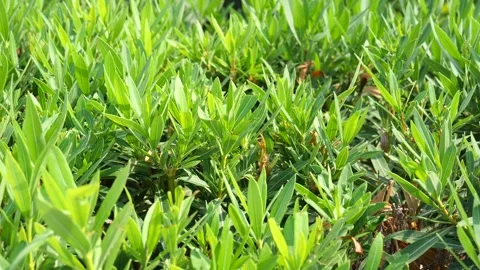 Green tea shrub. Green tea plantation. Green tea leaves in the bush close-up. Stock Footage 134616896