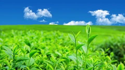 Green tea, tea garden, tea plantation, green tea garden Video stock 261497842