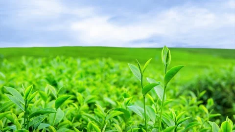Green tea, tea garden, tea plantation, green tea garden Video stock 261497847