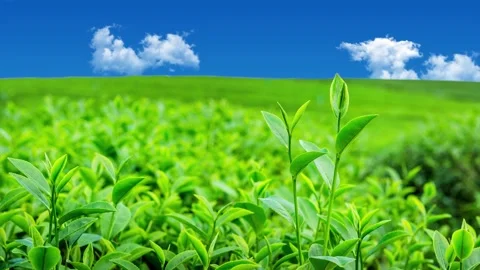 Green tea, tea garden, tea plantation, green tea garden Video stock 261497855
