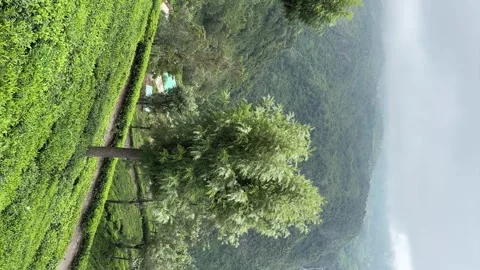 Green tea, tea garden, tea plantation, green tea garden Video stock 261497889