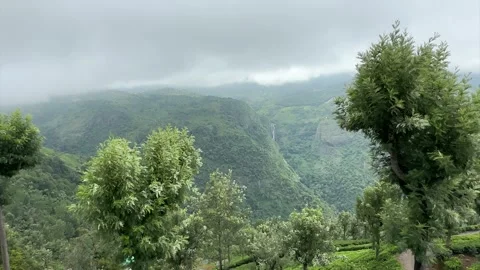 Green tea, tea garden, tea plantation, green tea garden Video stock 261497896