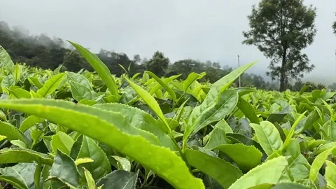 Green tea, tea garden, tea plantation, green tea garden Video stock 261497937