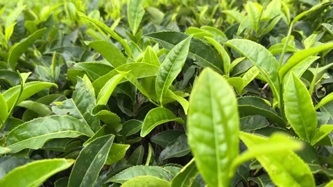 Green tea, tea garden, tea plantation, green tea garden Video stock 261497938