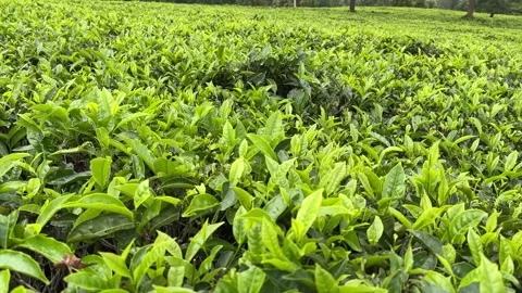 Green tea, tea garden, tea plantation, green tea garden Video stock 261497941
