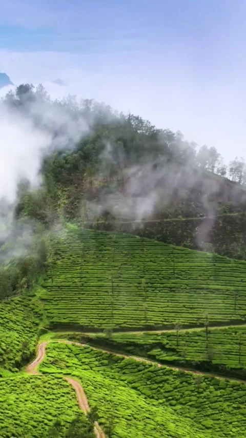 Green tea terraces (Vertical) Stock Footage 288797709
