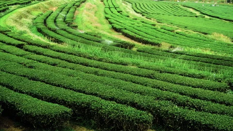 Green tea tree field Garden water hose landscape. Organic farm tender bud herbal Видео 233581339