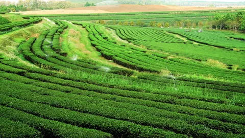 Green tea tree field Garden water hose landscape. Organic farm tender bud herbal Stock Footage 233581795