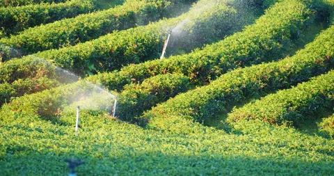 Green tea tree field Garden water hose landscape. Organic farm Stock Footage 267789453